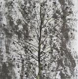 Ash by Claire Meharg, Drawing, Frottage and walnut ink