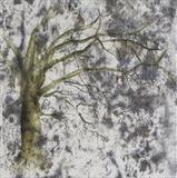 Oak by Claire Meharg, Drawing, Frottage and walnut ink